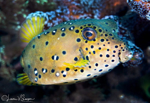 Yellow boxfish/Photographed with a Canon 100 mm macro len... by Laurie Slawson 